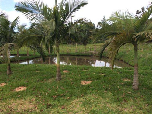Excelente Chacara Em Camboríú. 100% Plana.lagos De Peixes - Dv019 - 3092046