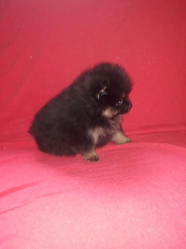 Machos De Spitz Alemão Anão