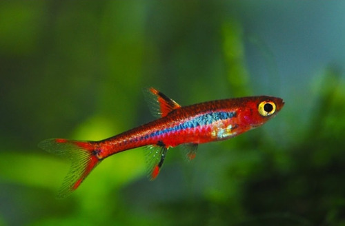 Pez Rasbora Mosquito Briggitae Rojo