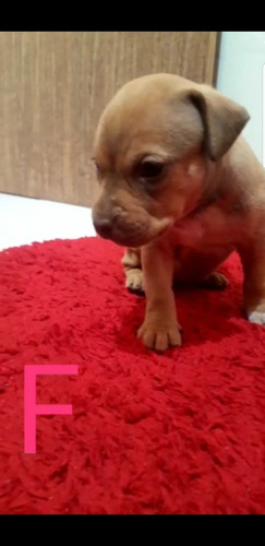 Imagem 5 de 5 de Filhotes Pitbull Monster