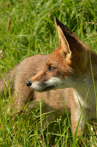 Cuadro 60x90cm Zorro Fox Animal Naturaleza Fauna Salvaje M2