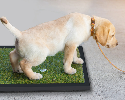 Mikel´s Ts-1p Tapete Entrenador Para Perro 50 X 42 Cm