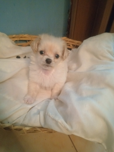 Imagen 3 de 5 de Cachorros Poodlers Micro Toys