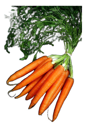 200 Semillas Zanahorias Apto Hidroponia/huerto