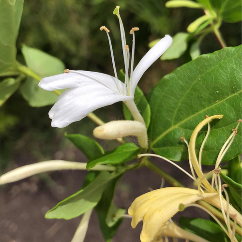 Planta De Madreselva ( Lonicera Japonica )medic-ornam-aromát