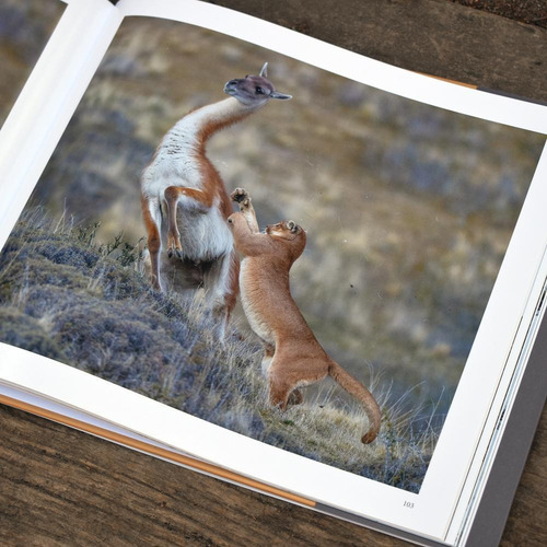 Imagen 3 de 7 de El Puma - Ingo Arndt
