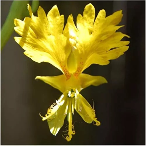10 Semillas De Flor Canario Amarillo !!!!!!!!!