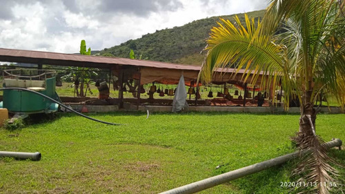 Imagen 7 de 11 de Vendo Espectacular Finca En Chirgua-carabobo (0414-0784274)