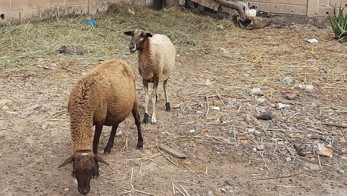 Imagen 5 de 6 de Ovejas 2 Hembras Macho 1 Año