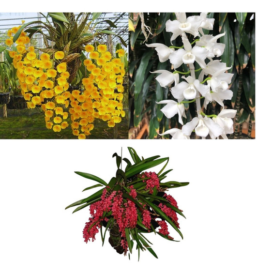 Kit Com 3 Mudas De Orquidea Dendrobium Pendentes - Promoção!