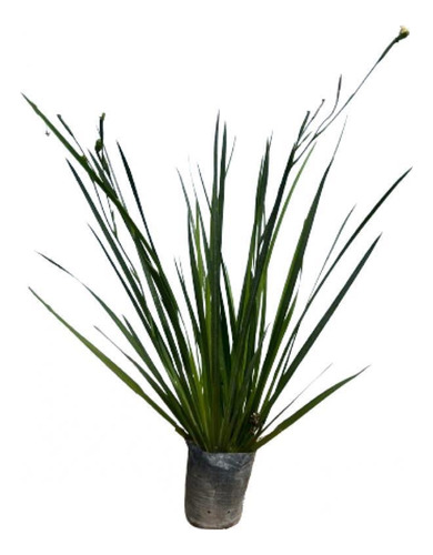 Plantas De Dietes Bicolor Vivero Mayorista Oferta Zona Oeste