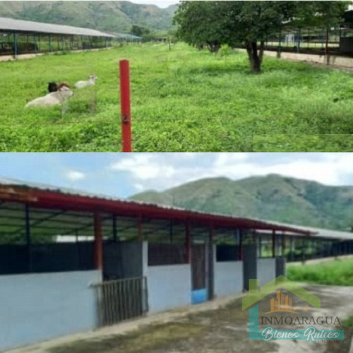 Granja Avícola En Venta/ San Francisco De Asís/ Yp1390