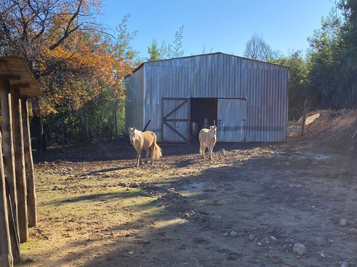 Predio Forestal En Constitución, Regeneración Plan De Manejo