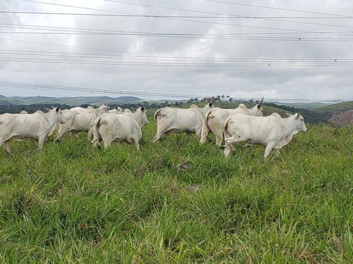 Imagem 5 de 15 de Fazenda Para Venda Em Canhotinho, Zona Rural - In - 0010_1-2014430