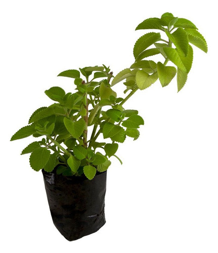 Fotos De La Planta De Oregano Orejon
