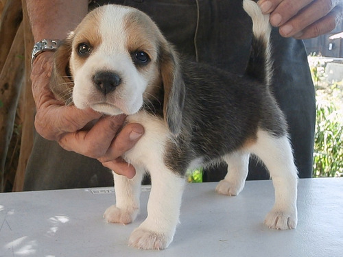 Cachorros Beagle Vacunados Muy Sanos
