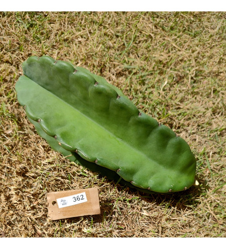 Cereus Jamacaru Sem Espinho Com 23cm P/ Plantio (lp-362)