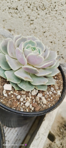 Suculenta