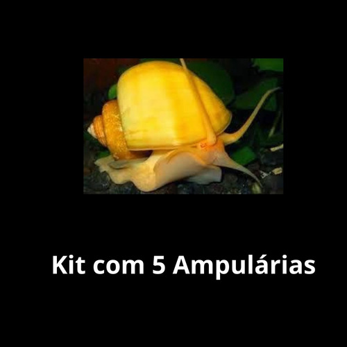 Caramujo Ampulária P/ Aquário Doce - Kit C/ 5 Unidades
