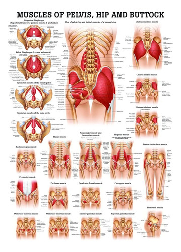 Musculo Gluteo Cadera Pelvis Grafico Anatomia Laminada