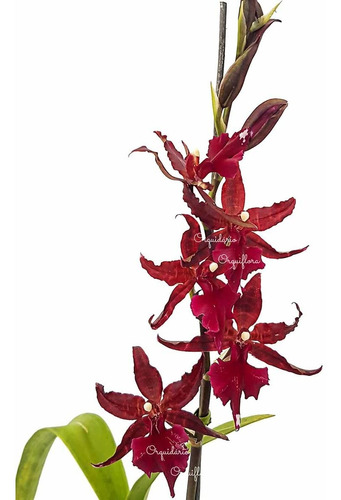 Orquídea Colmanara Masai Red Planta Adulta Flor Avermelhada | MercadoLivre
