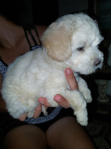 Filhote De Poodle N°1 Macho E Femea R$450