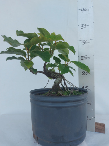 Pré-bonsai Ficus Organensis 05 Anos(cod.068) Não Possui