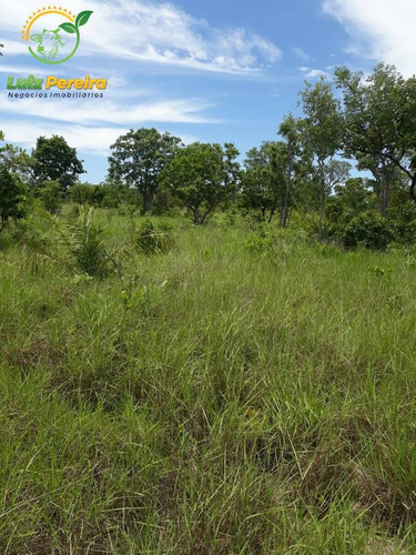 Imagem 6 de 15 de Fazenda À Venda Em São Valério - To - De 624 Hectares (dupla Aptidão) - 1777