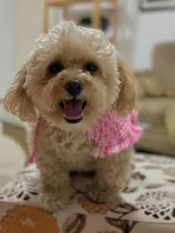 Comprar Accesorios Para Mascotas - Bandanas Para Perros Y Gatos