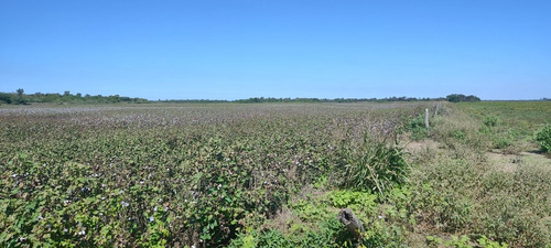 Campo Agricola Chaco