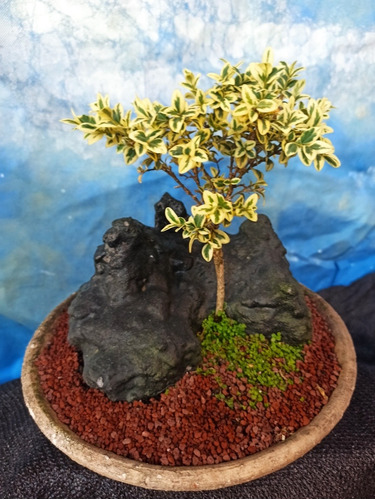 Bonsai Buxus Variegata