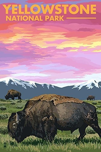 Poster Parque Nacional De Yellowstone, Wyoming, Bison And Su