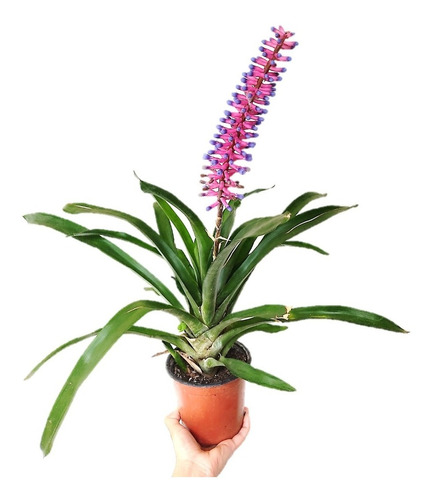 Planta Bromelia