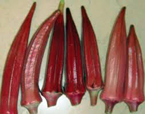 Semilla De Okra, Rojo Burgandy, Reliquia, Sin Omg, Más De .