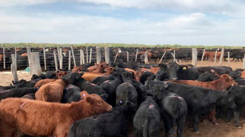 Campo De Cría/recría 74.000 Has. Para 8800 Madres, Armado En Mendoza