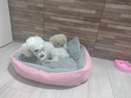 Cachorritos Poodle Toy Legitimos 