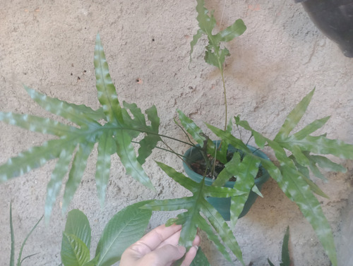 Muda De Sambaíba Jamaicana Com Suporte Em Macramé + Brinde