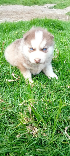 Cachorros Husky Macho, 2 Meses