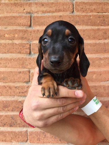 Cachorros Salchicha Dachshund Muy Miniatura