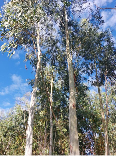 Campo En Rocha, Ruta 15 (forestado)