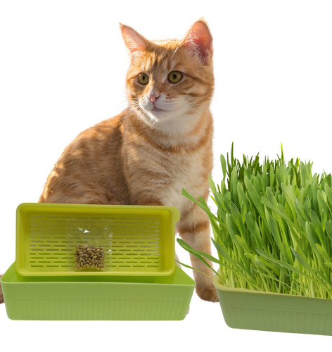 Germinador De Hierva Gatera Maceta Con Semillas Para Katnip