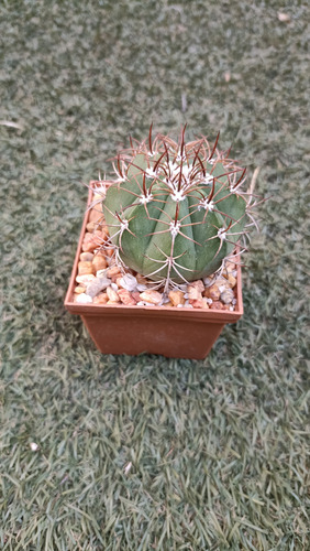 Melocactus Matanzanus, Mp