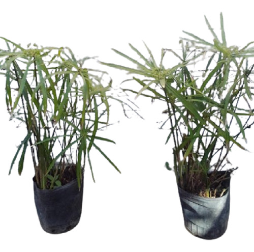 5 Planta Falso Papiro 4lts 75cm (ver Ahorro)