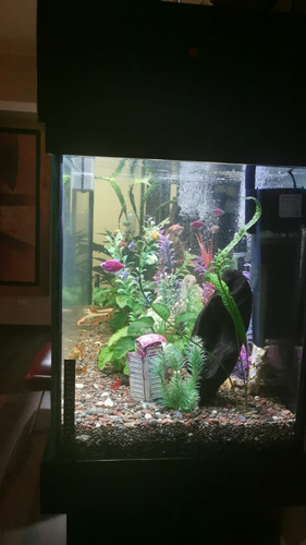 Imagen 4 de 4 de Acuario Plantado Con Peces