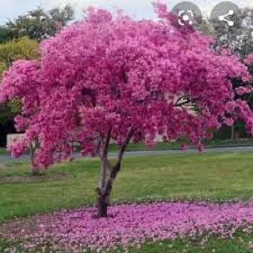 Guayacan Rosa, Tabebuia Rosea, 20 Semillas, Mp