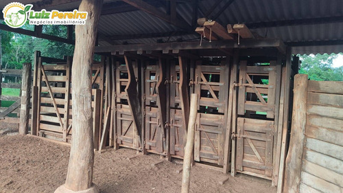 Imagem 13 de 15 de Fazenda Á Venda Em Corguinho/taboco - Ms -551 Hectares (dupla Aptidão) - 2237