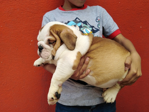 Excelentes Cachorros Bulldog Inglés