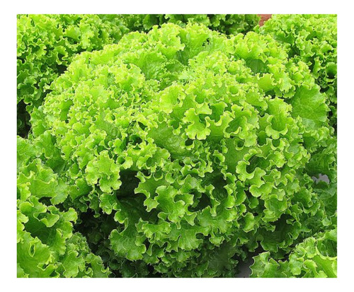 Alface Crespa Embau/ Pratipelets - 20 Env De 100 Sementes