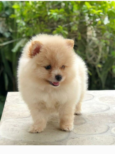 Imagen 7 de 8 de Pomerania Importados Exclusivos Calidad