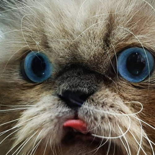 Imagen 1 de 5 de Gatos Persa Himalayos Eje Cafero Y A